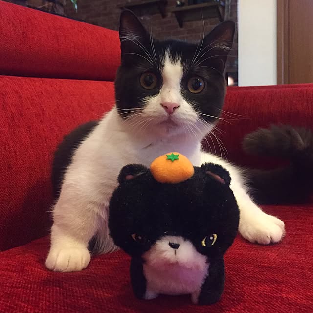 butachanさんの実例写真