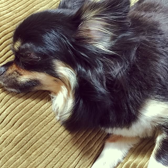 aruさんの実例写真