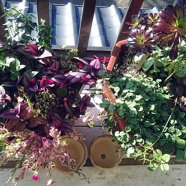 壁/天井/ベランダガーデン/寄せ植え/観葉植物/花が咲きました♡...などのインテリア実例 - 2016-10-15 07:33:25