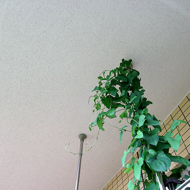 wasinkoさんの実例写真