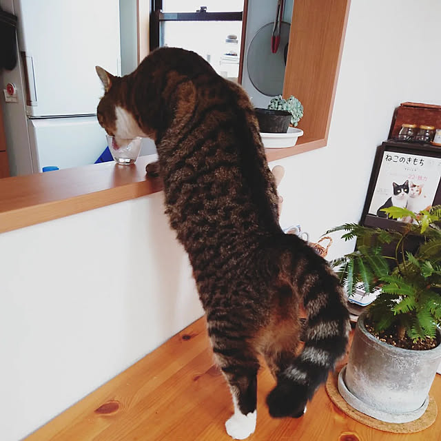 mochicoさんの実例写真