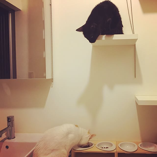 bamboobooCatDogさんの実例写真