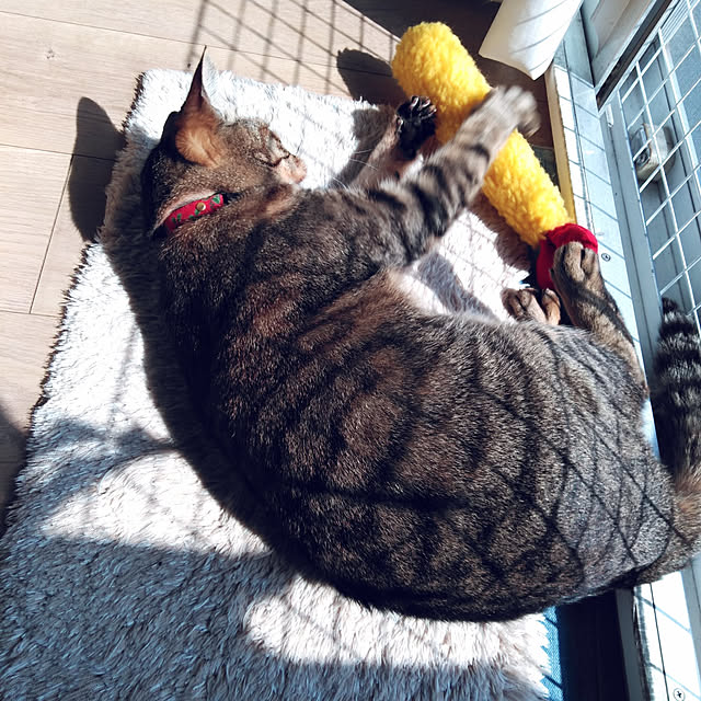 futukoさんの実例写真