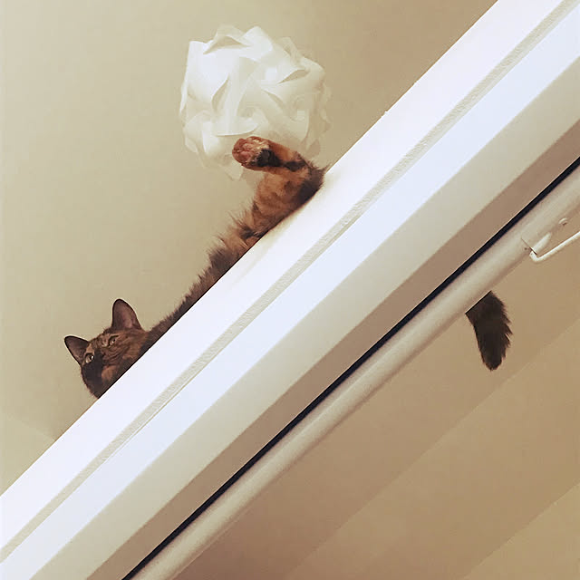 Qualle.さんの実例写真