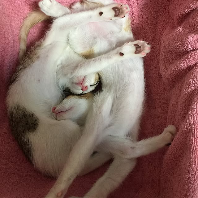 eucharisさんの実例写真