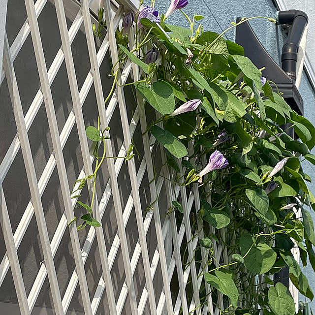 nobikoさんの部屋