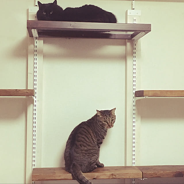 Chiekoさんの実例写真