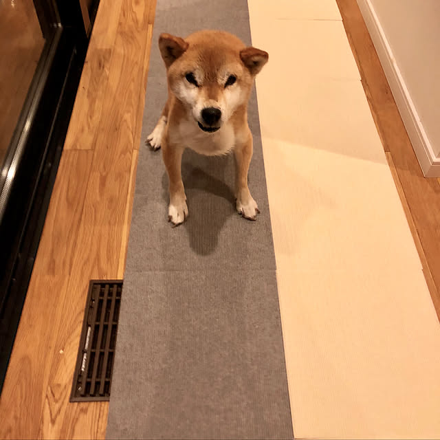 玄関/入り口/柴犬がいる家/廊下/モニター当選/おくだけ吸着...などのインテリア実例 - 2017-12-27 21:41:35