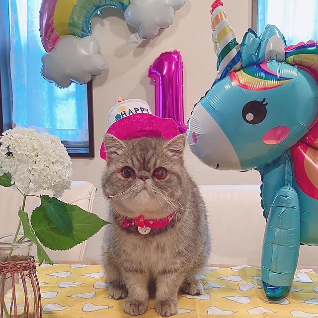 shizzzさんの実例写真