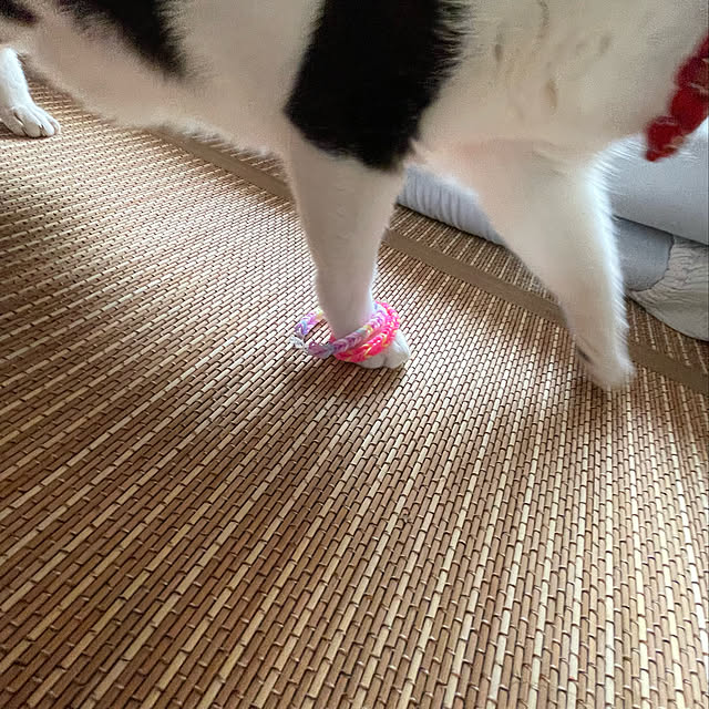 nekosamaさんの実例写真
