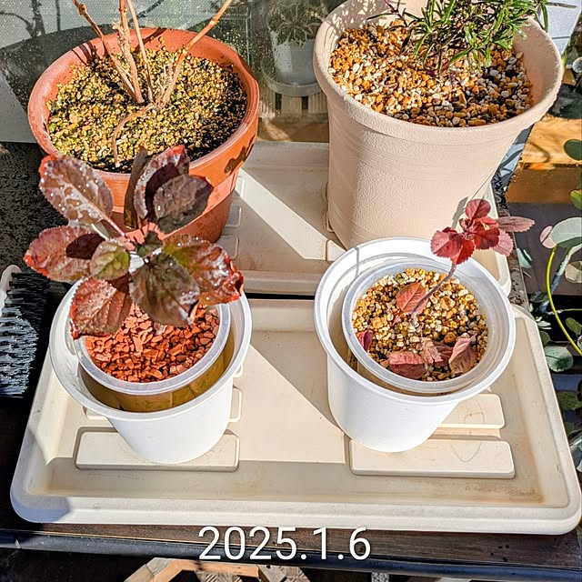 mi-saさんの部屋