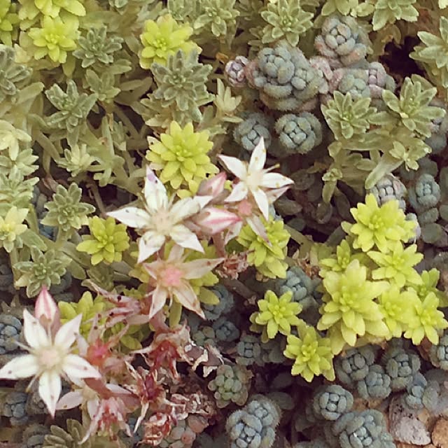 部屋全体/ナチュラル/多肉植物/北欧のインテリア実例 - 2017-06-10 15:25:42