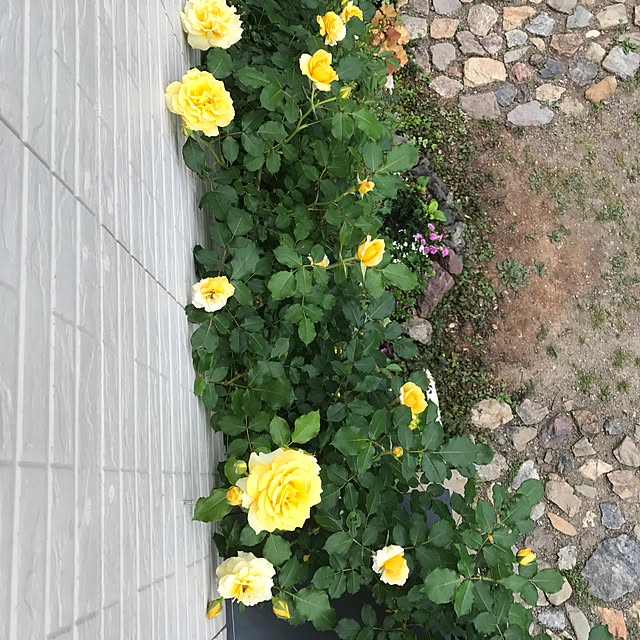 pepeさんの実例写真