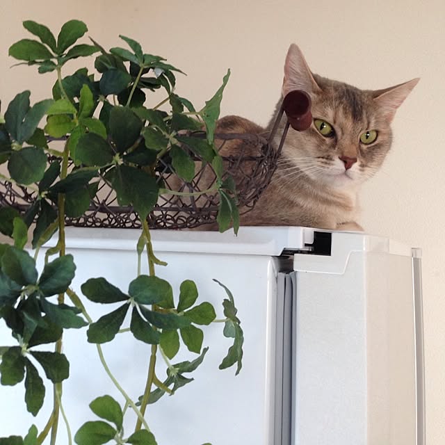 ponさんの実例写真