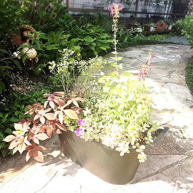 portulacaさんの実例写真