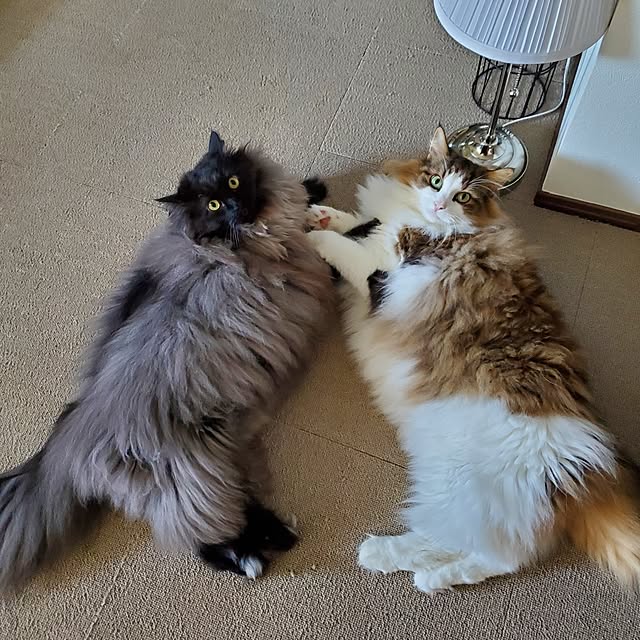 muku+maroさんの実例写真