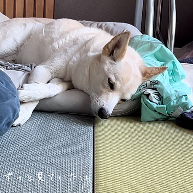 tanboさんの実例写真