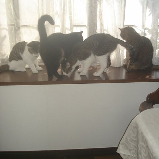 sannbonnnonamiさんの実例写真