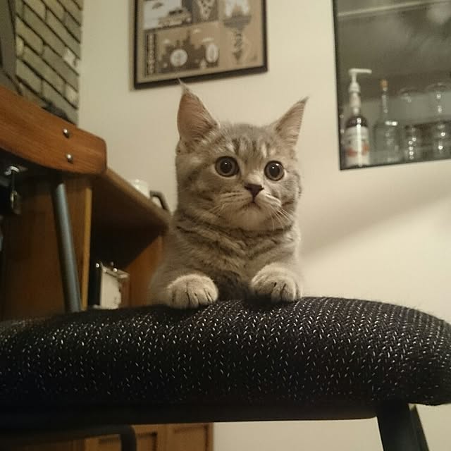 tamaさんの実例写真