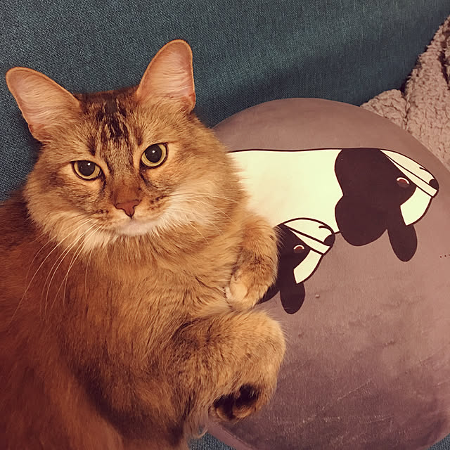 tokoさんの実例写真