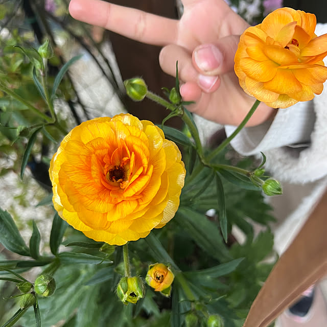 hinamamaさんの実例写真