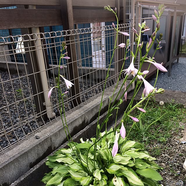 ayayayayaさんの実例写真