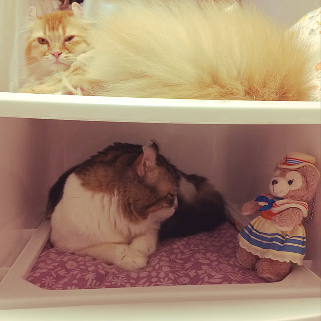 rapiandmaruさんの実例写真