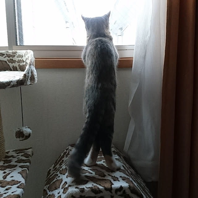 shinobuさんの実例写真