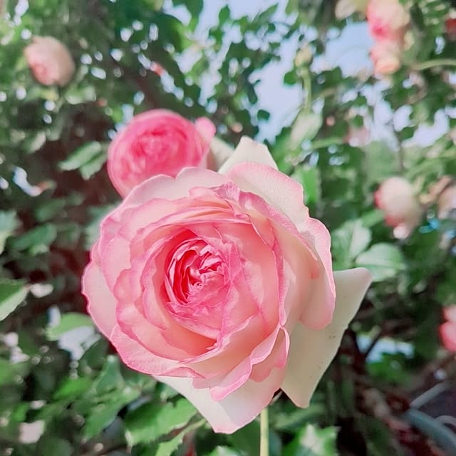 twinkle-butterfly38さんの部屋