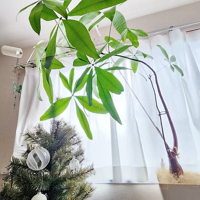 pinonさんの部屋