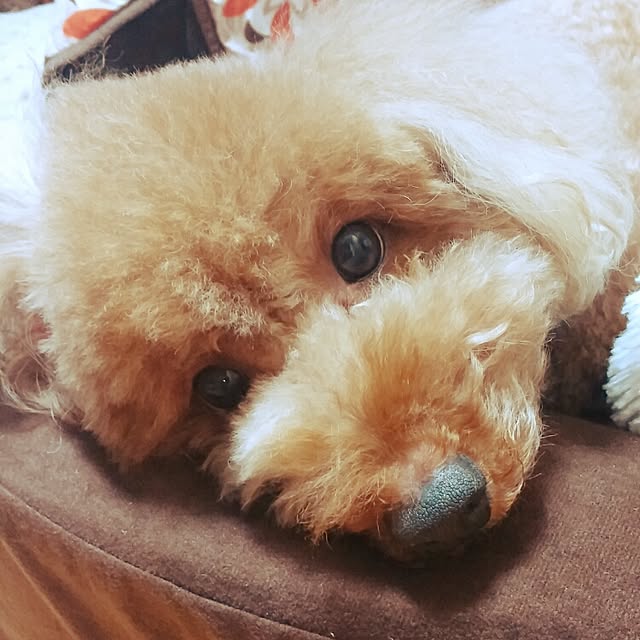 mariさんの実例写真