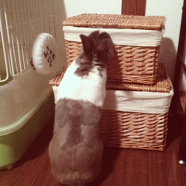 実例写真