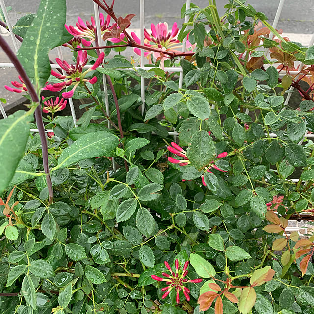 AYUKOさんの実例写真