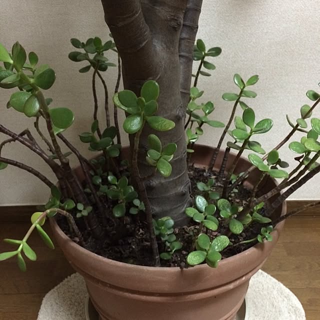 193さんの実例写真