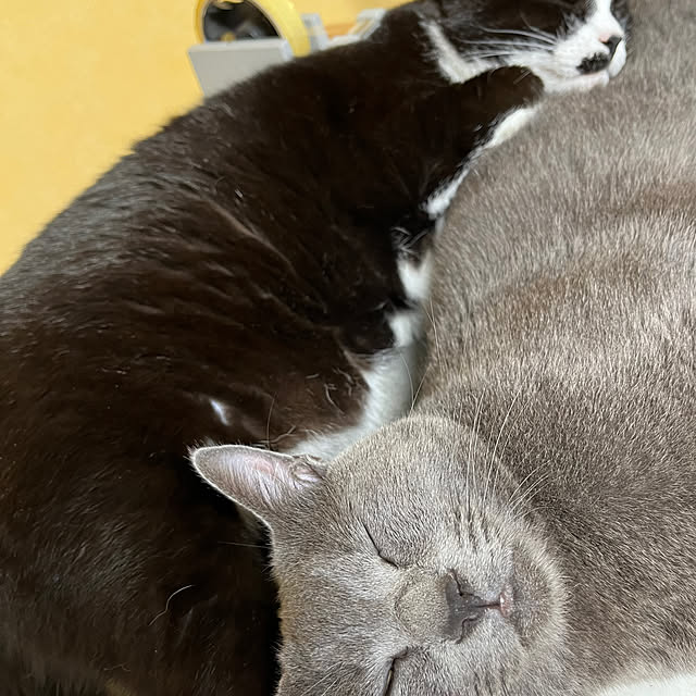 nekoさんの実例写真