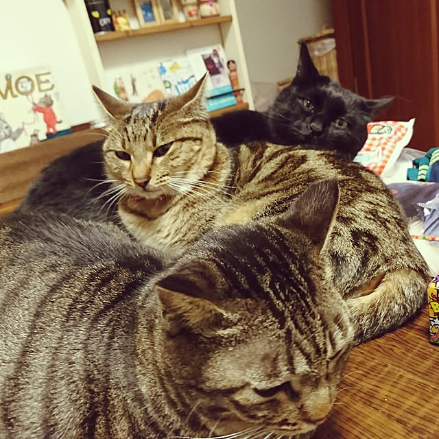 実例写真