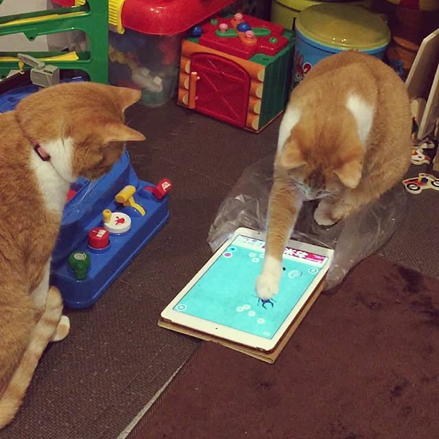 Shuichiさんの実例写真
