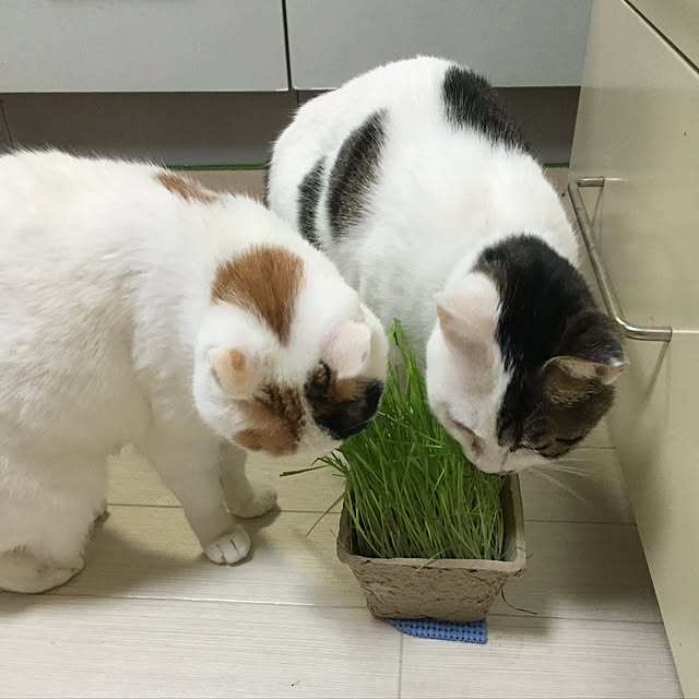 yocchiさんの実例写真
