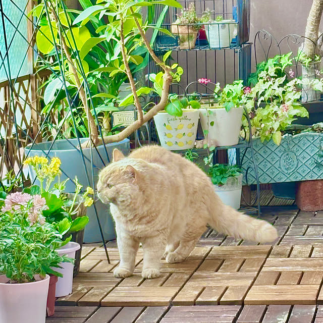 naokoさんの実例写真