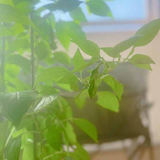 Ritsuさんの部屋