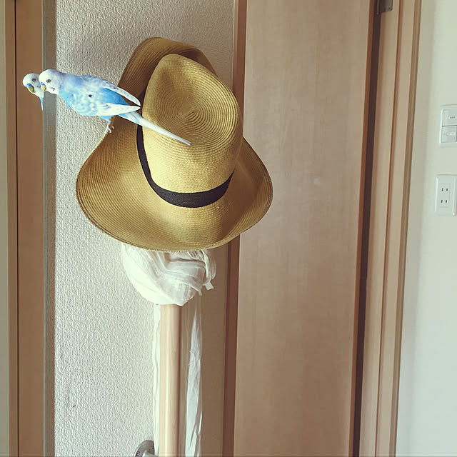 toratanさんの実例写真