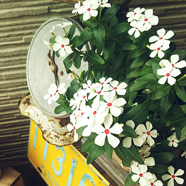 hi-yaさんの実例写真