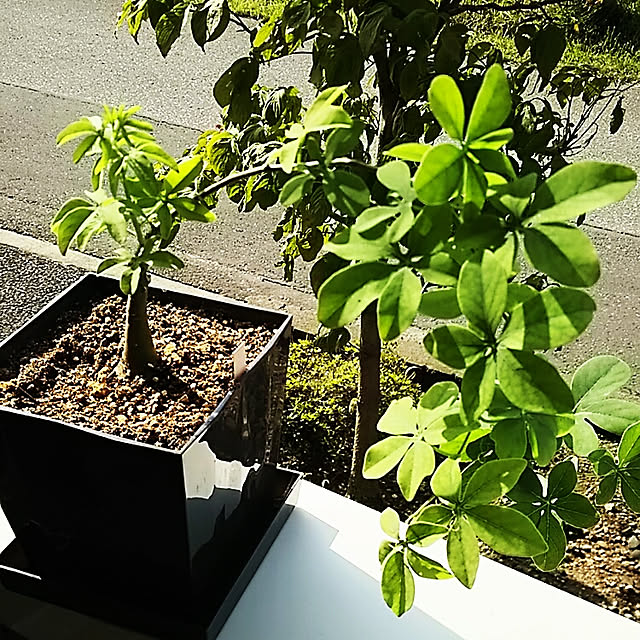 sunflowerさんの実例写真