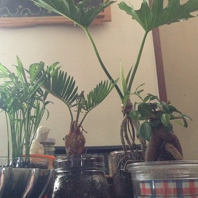 madokaさんの実例写真