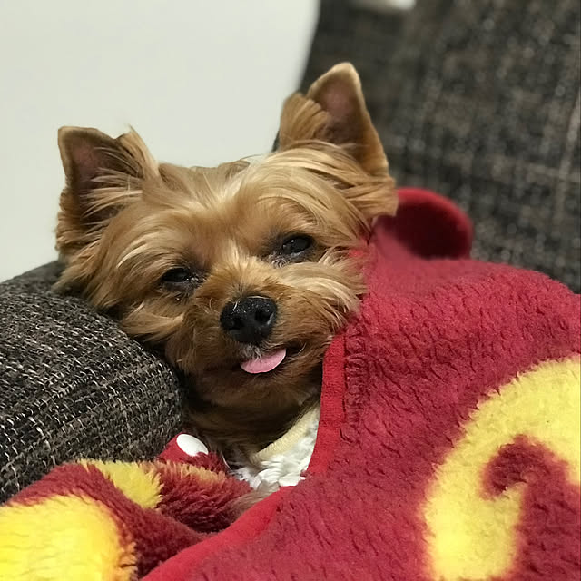 Chipchipさんの実例写真