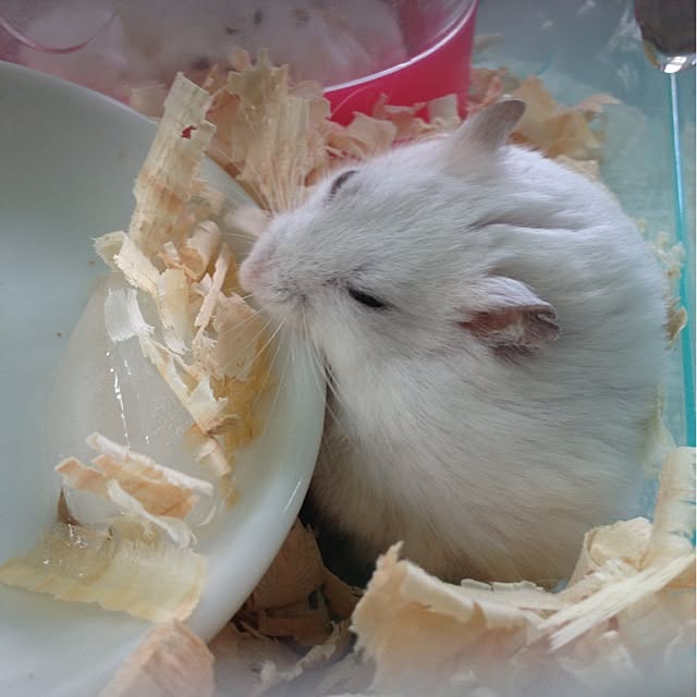 jnjnforesterさんの実例写真