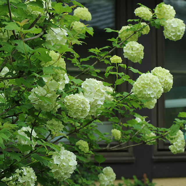 rokokoさんの実例写真