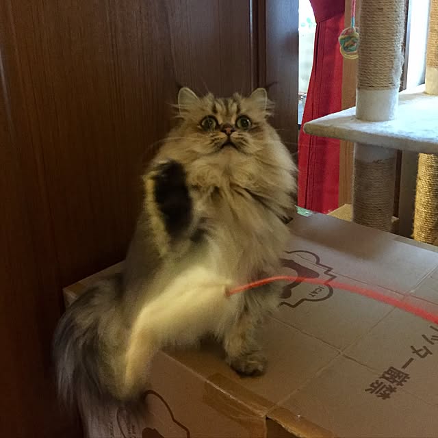 butachanさんの実例写真