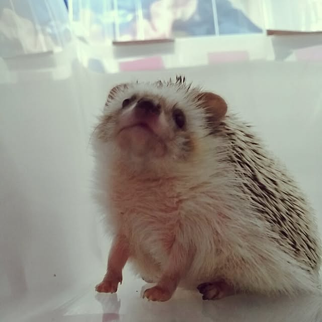 kuruさんの実例写真