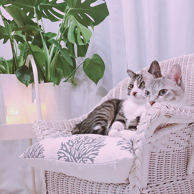 milkcocoaさんの実例写真